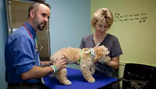 veterinarian and vet tech with dog in exam room Cedar Lake