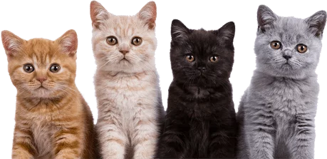 kittens-cutout