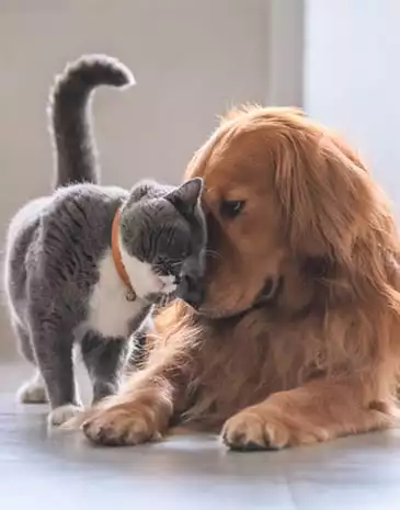 mobile veterinary services: British short hair cat nuzzling golden retriever dog at home.