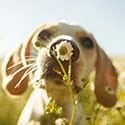 quicklink-dog-smelling-flower